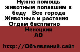 Нужна помощь животным попавшим в беду - Все города Животные и растения » Отдам бесплатно   . Ненецкий АО